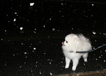 yuki2