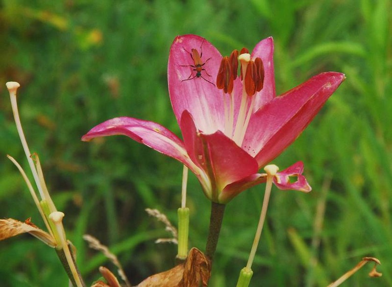 image002