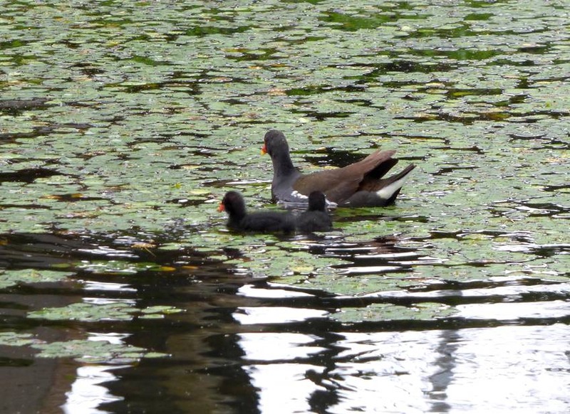 image002