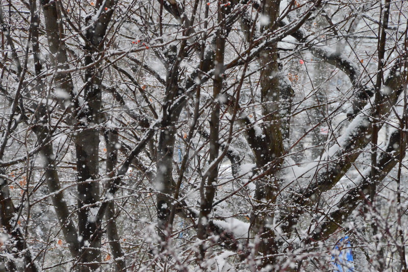2018年01月02日 降雪 018