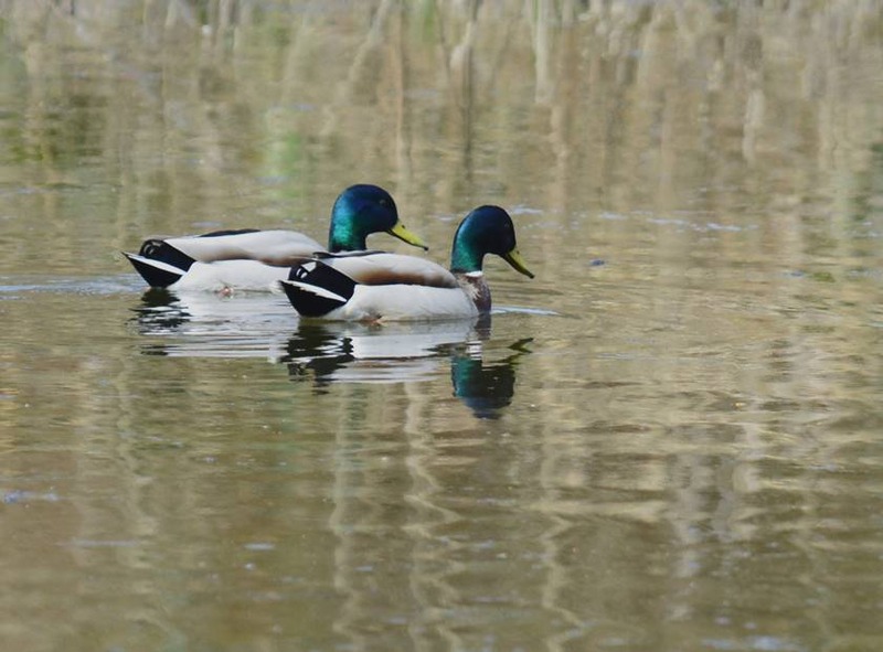 image002