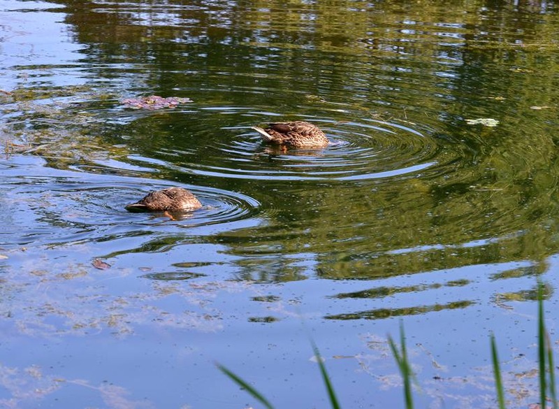 image002