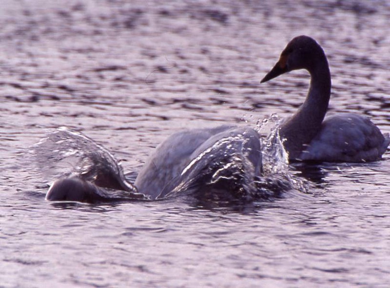 image002