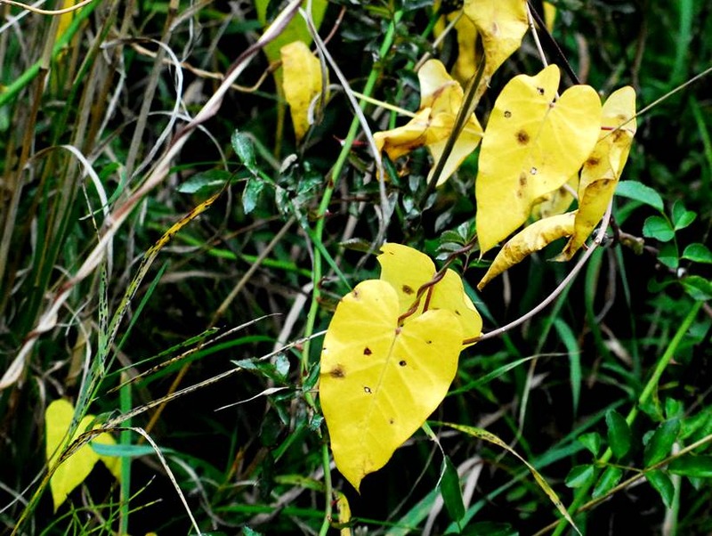 image002
