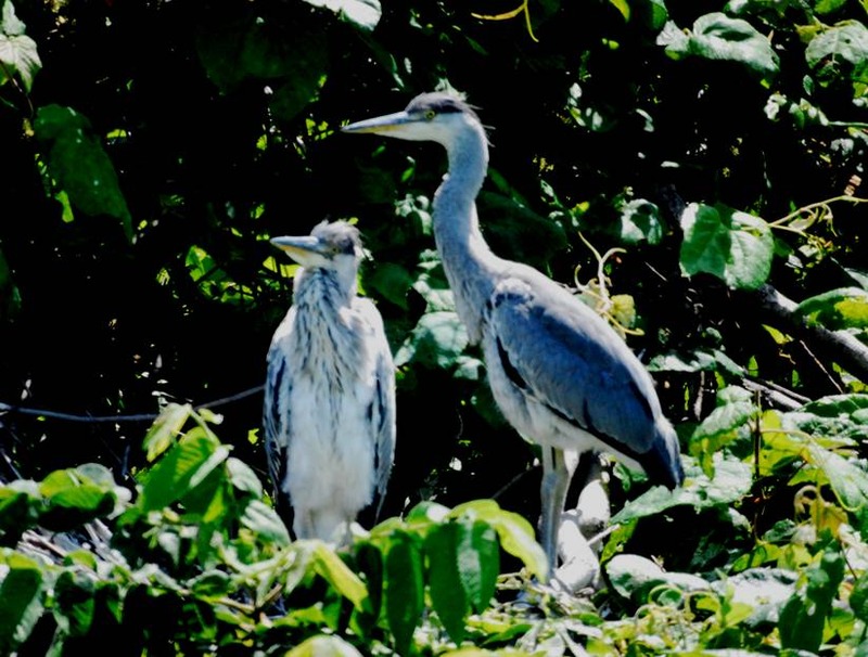 image002