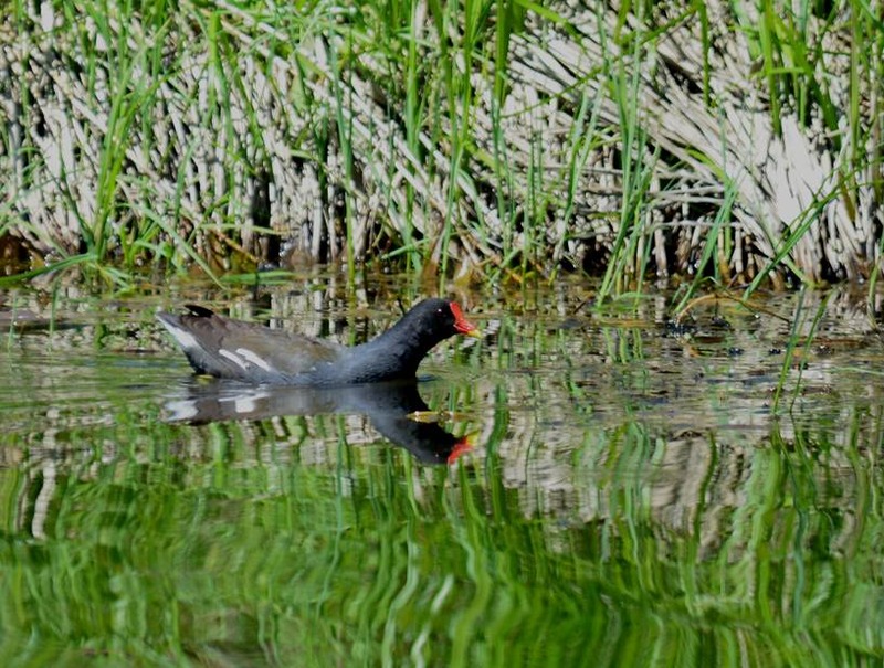 image002