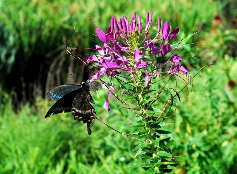 image002
