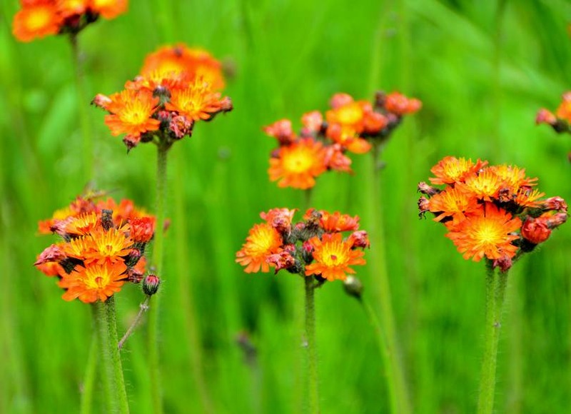 image002