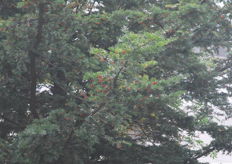 image002
