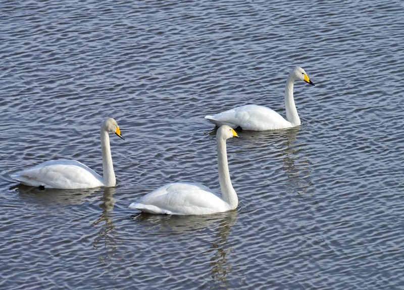 image002