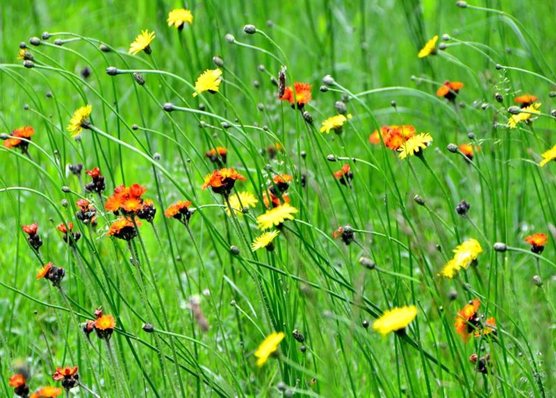 image002
