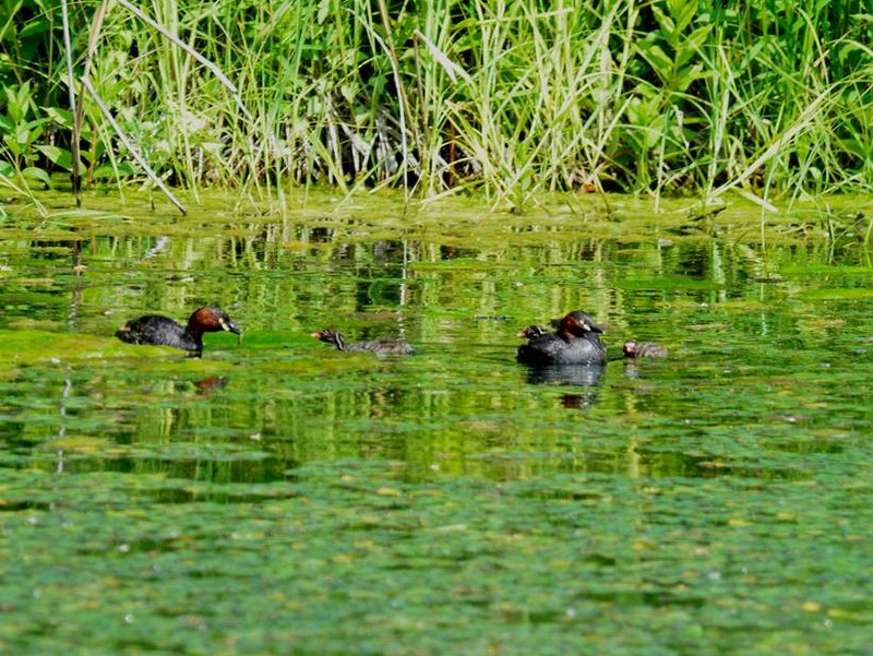 image002