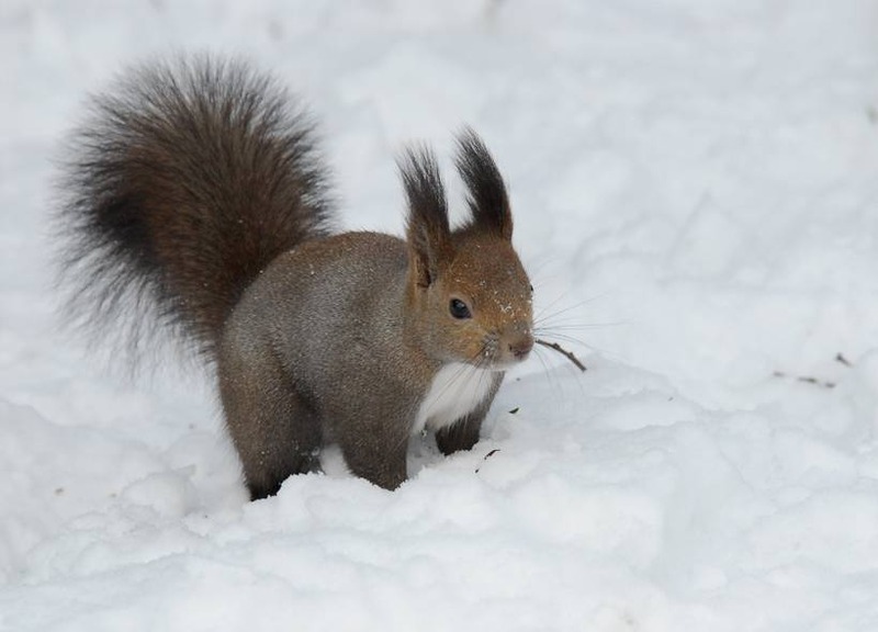 image002