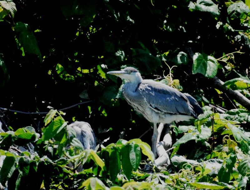 image002