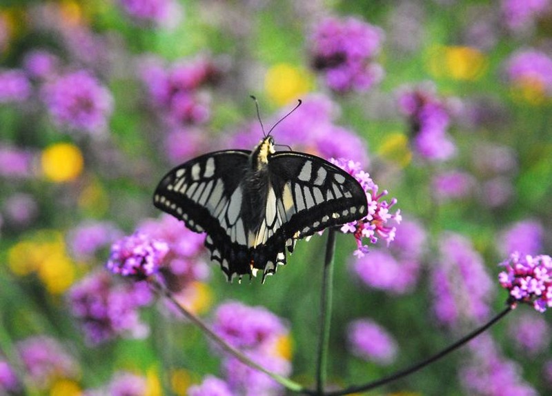image002