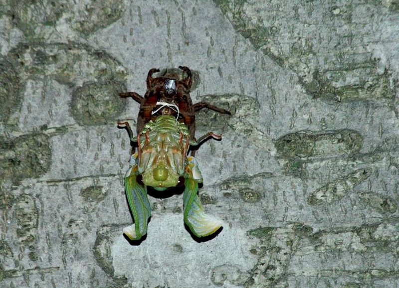 image002