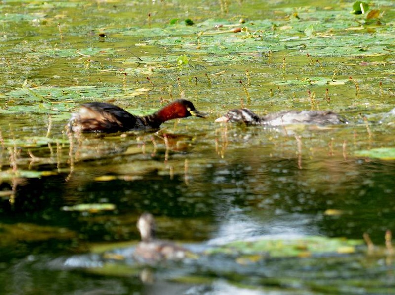 image002