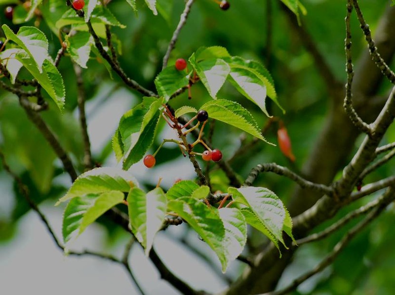 image002