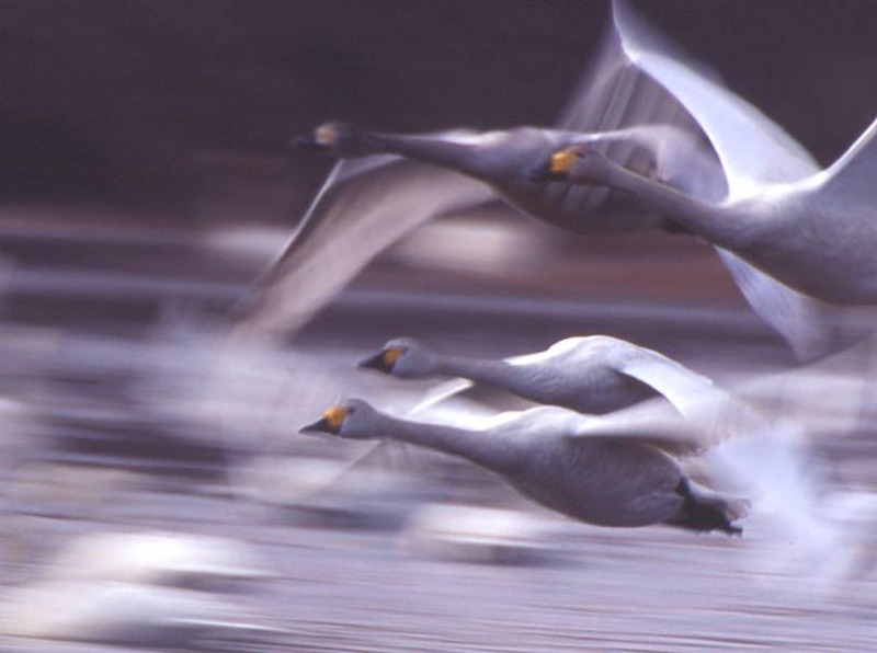 image002