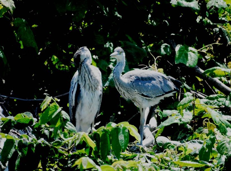 image002