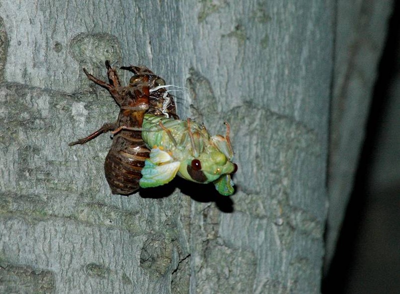 image002