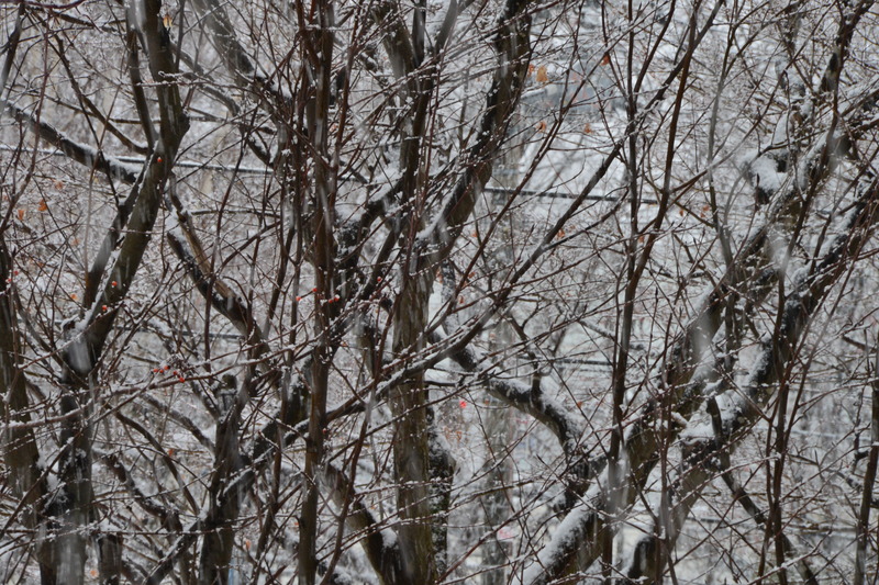 2018年01月02日 降雪 010