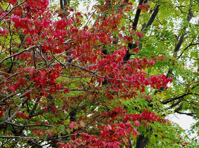 image002