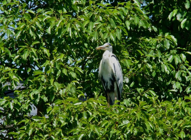image002