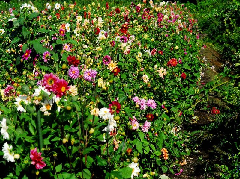 image002