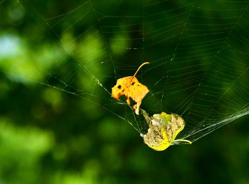 image002
