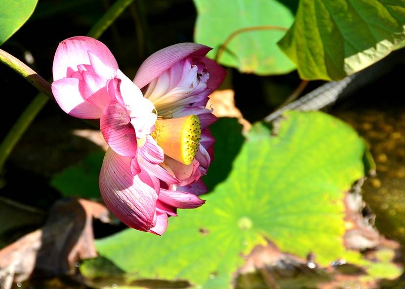 image002