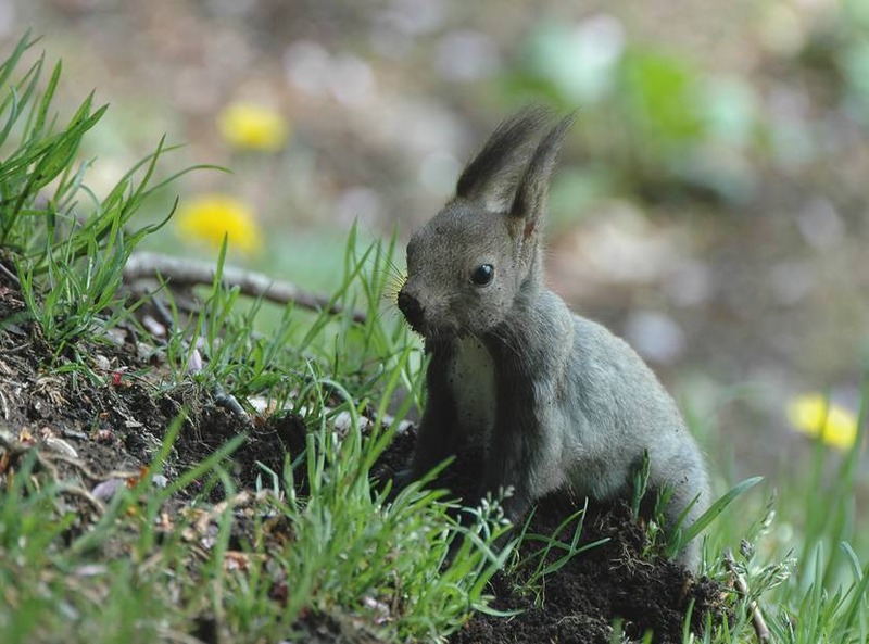 image002