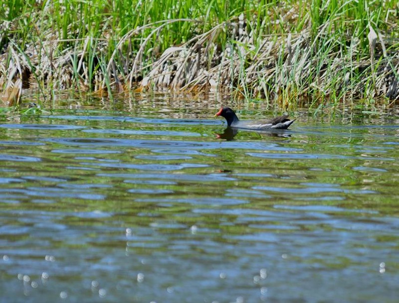 image002