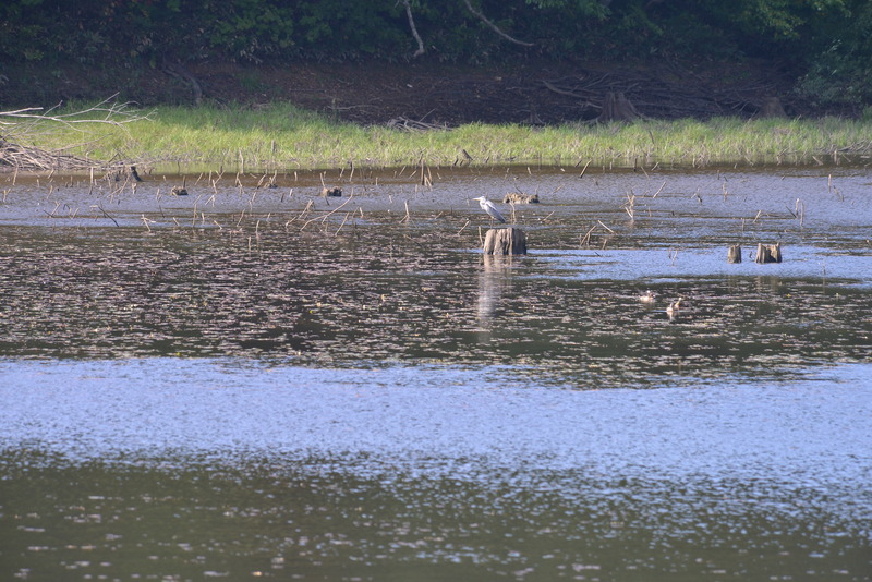 2016年09月25日 森林公園を撮り歩く 050