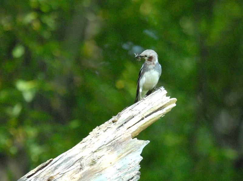 image002