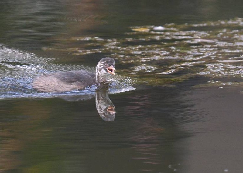 image002
