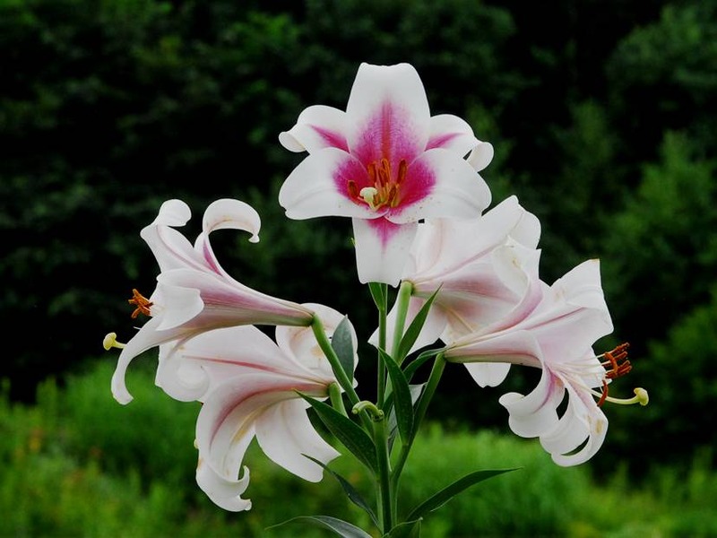 image002