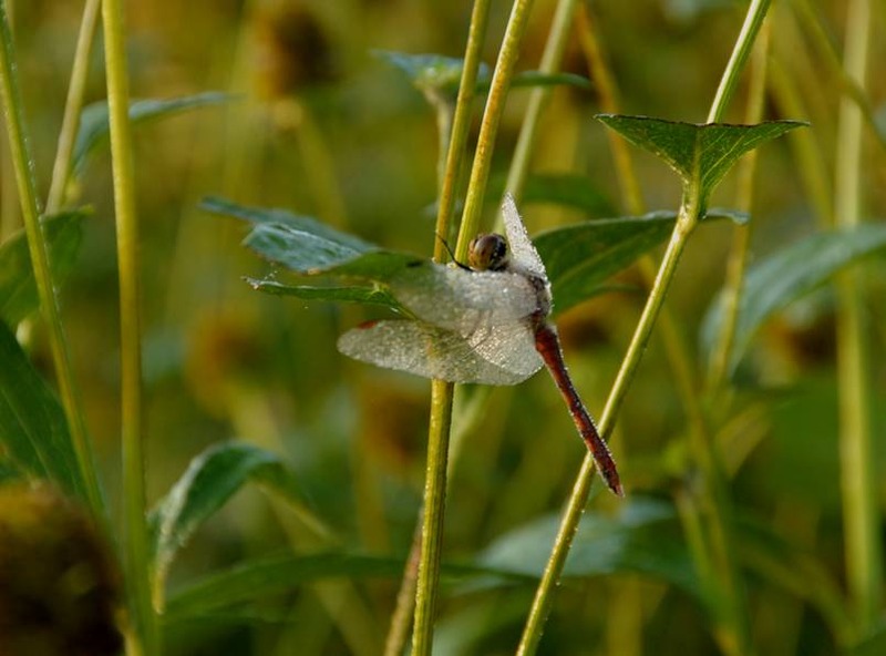 image002