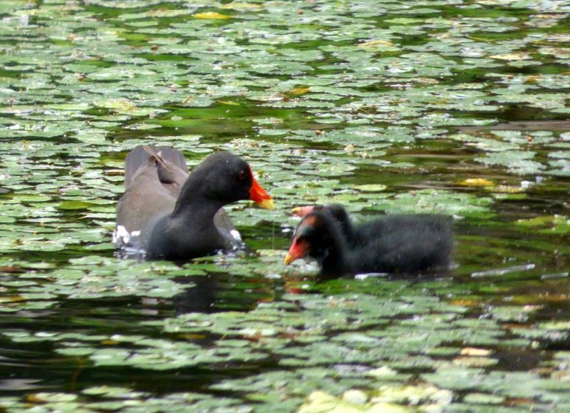 image002