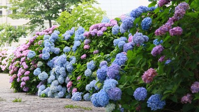 201508hydrangea02