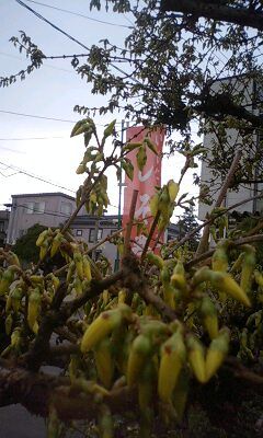 れん