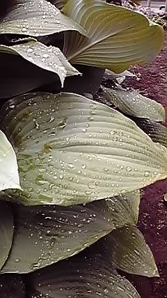 ぎぼ