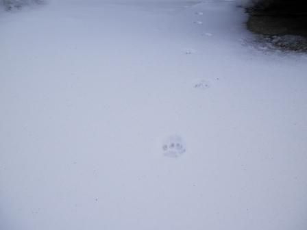 ねこの手2