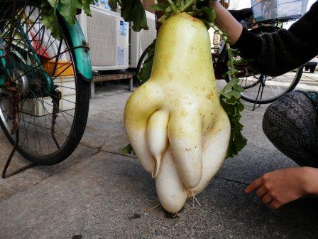 巨大だいこん3