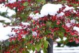 tree_002