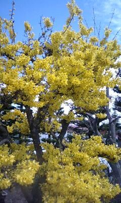 にせ梅5