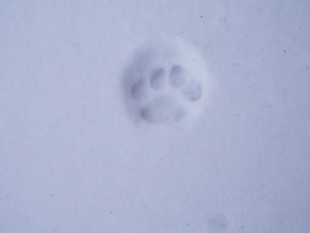 ねこの手1