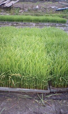 なえ