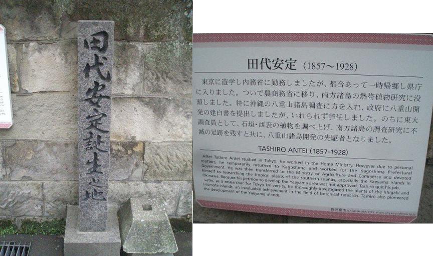 田代安定2