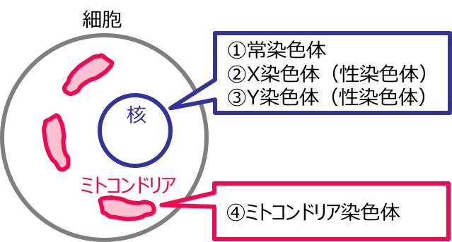 XY染色體ミトコンドリア